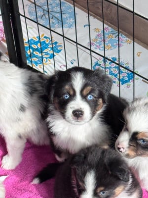 Les chiots de Berger Américain Miniature 