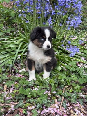 Les chiots de Berger Américain Miniature 