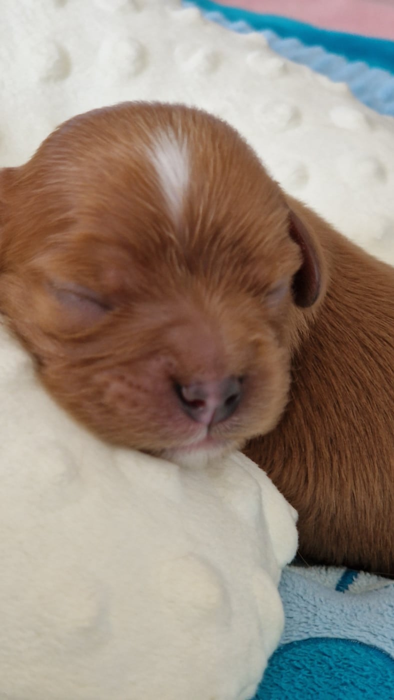 Billy - Cavalier King Charles Spaniel