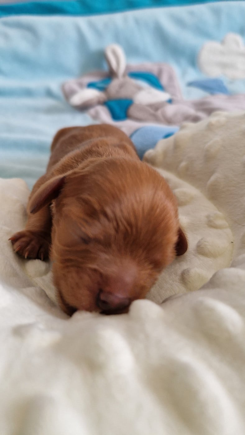 Baron - Cavalier King Charles Spaniel