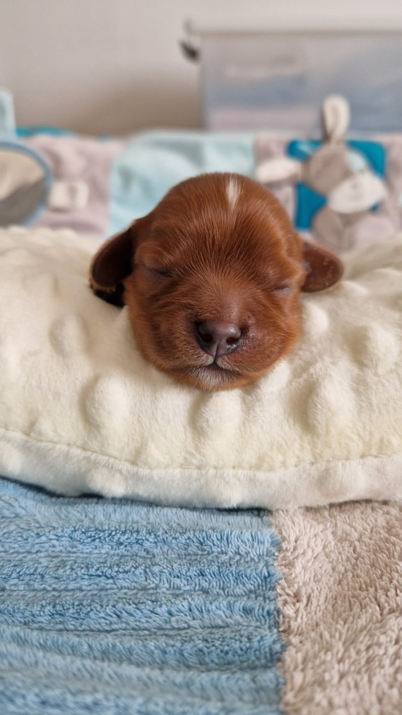 Baïko - Cavalier King Charles Spaniel