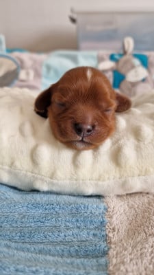 Les chiots de Cavalier King Charles Spaniel
