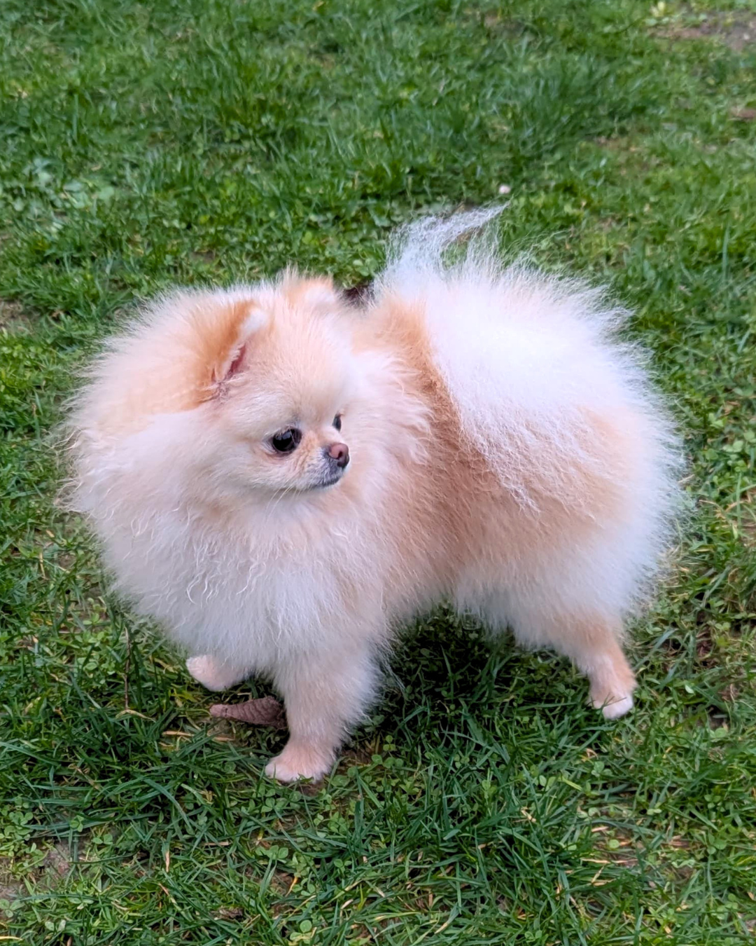 Lords of the Poms Vanda