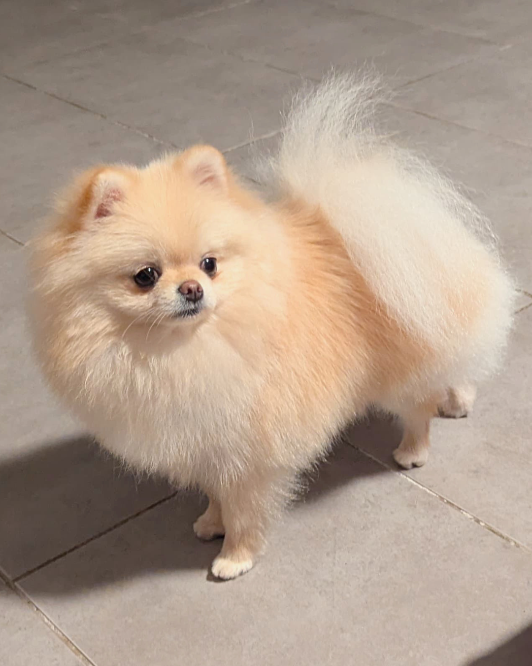 Lords of the Poms Vanda