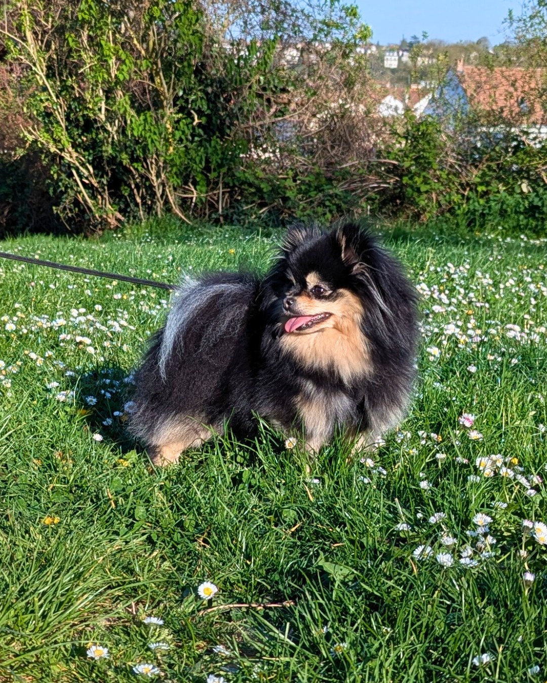 Lords of the Poms Ushka