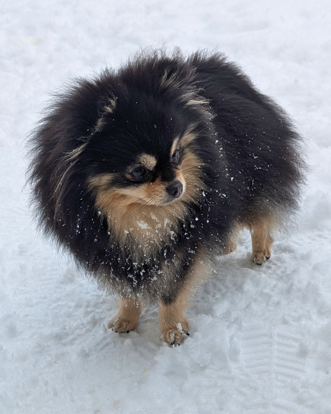 Lords of the Poms Ushka
