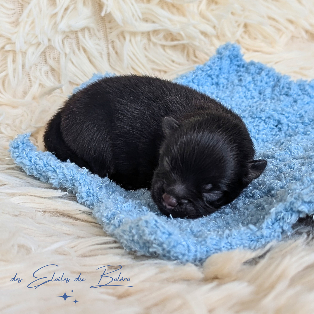 Bambi - Spitz allemand