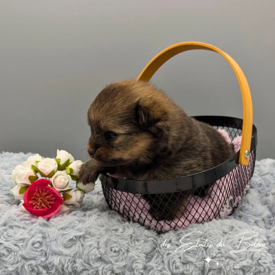 Les chiots de Spitz allemand