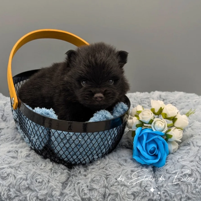 Les chiots de Spitz allemand