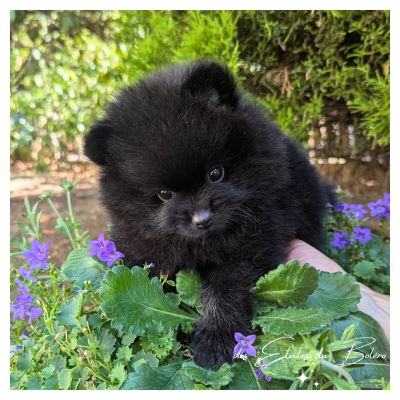 Les chiots de Spitz allemand
