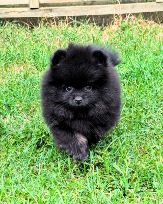 Les chiots de Spitz allemand