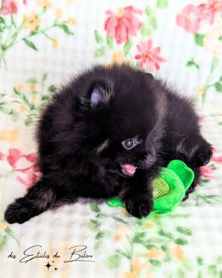 Les chiots de Spitz allemand