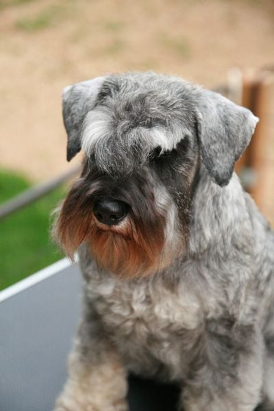 Tsui tsui De La Forêt Enchantée