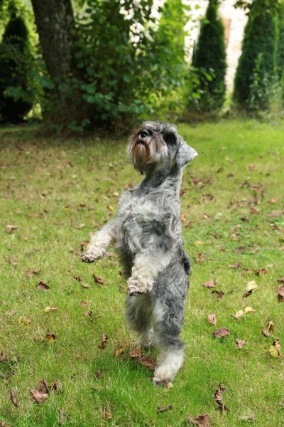 Tsui tsui De La Forêt Enchantée