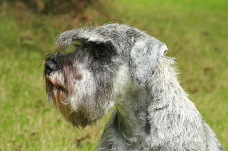 Tsui tsui De La Forêt Enchantée