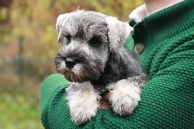 De La Forêt Enchantée