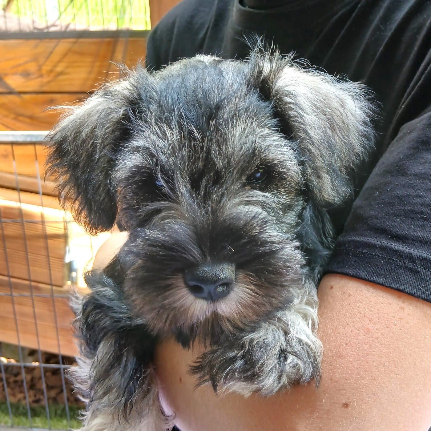 Schnauzer miniature - De La Forêt Enchantée