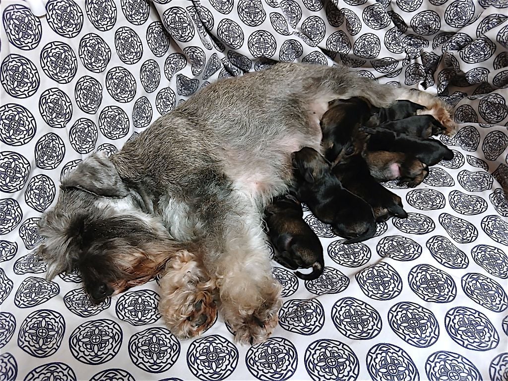 Schnauzer miniature - De La Forêt Enchantée