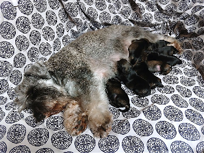 Les chiots de Schnauzer miniature