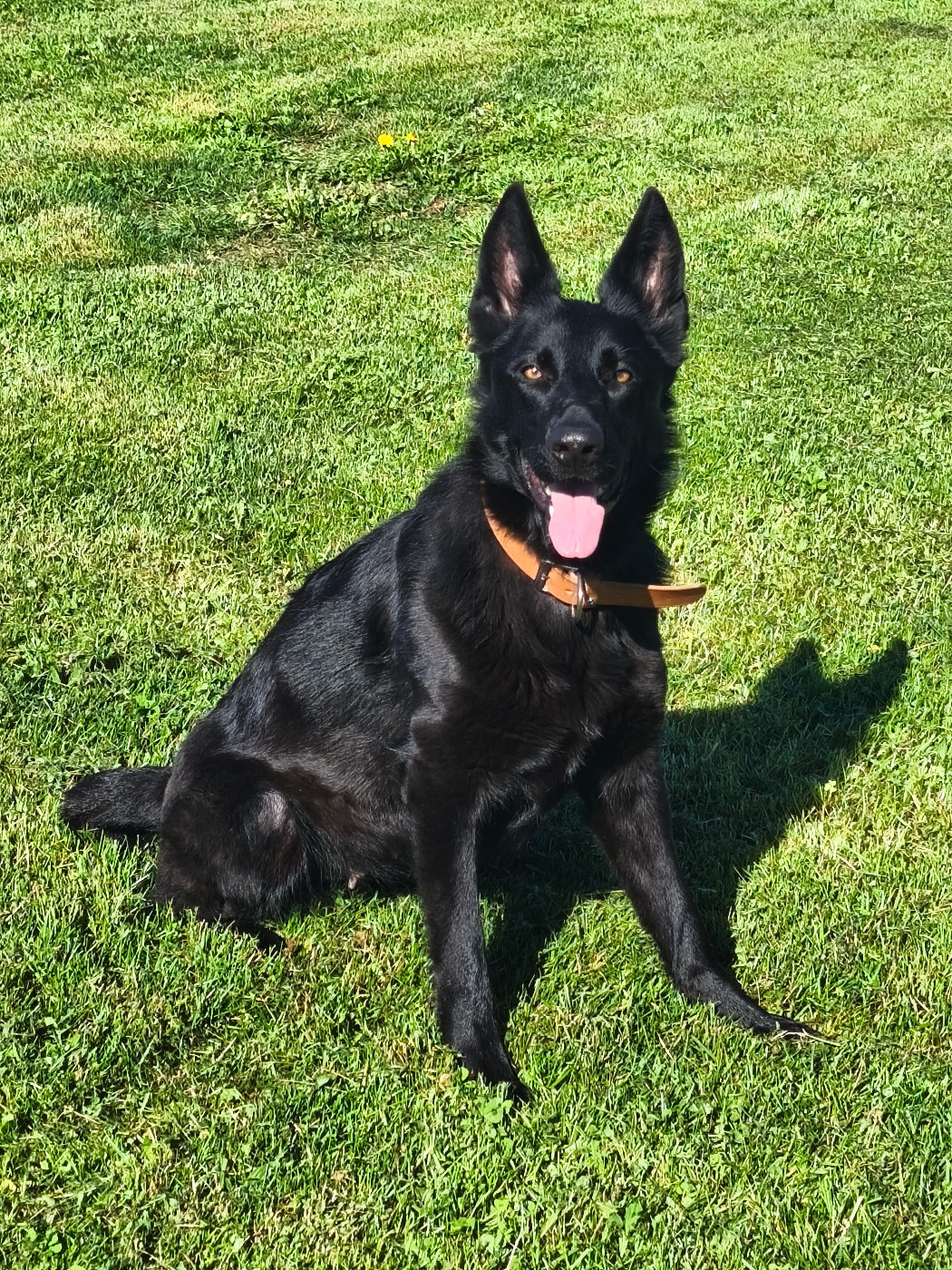 Publication : Des Chiens D'Hades Auteur : Sanchez Géraldine