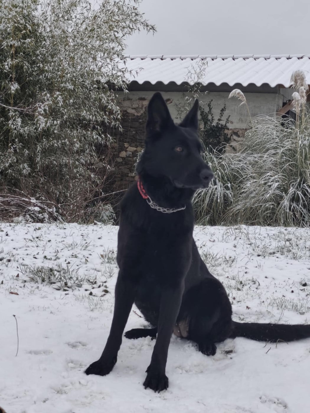 Publication : Des Chiens D'Hades Auteur : Sanchez Géraldine