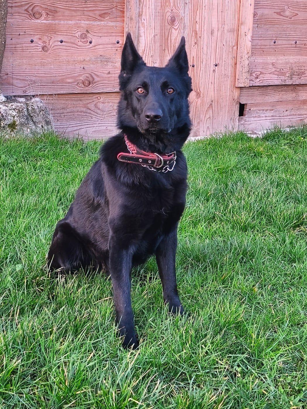 Publication : Des Chiens D'Hades Auteur : Sanchez Géraldine