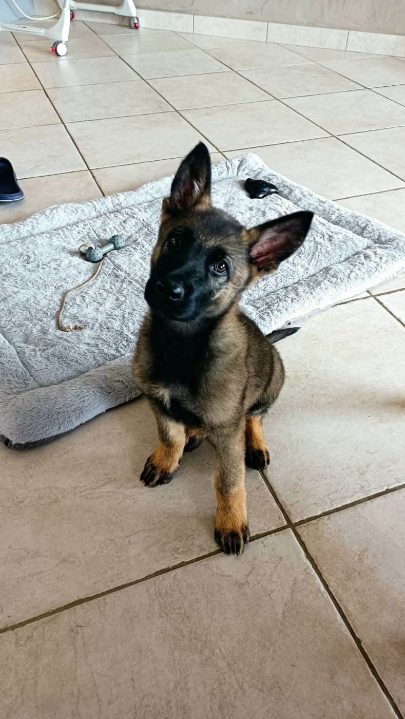 Publication : Des Chiens D'Hades