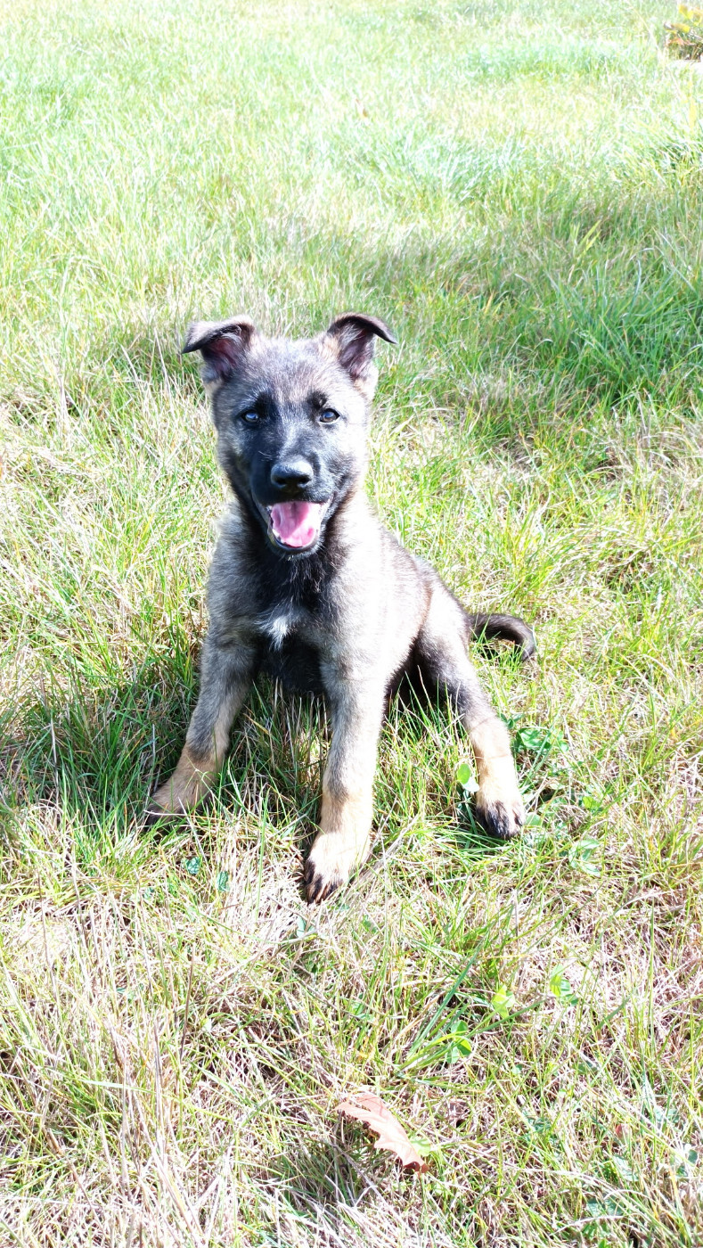 Publication : Des Chiens D'Hades