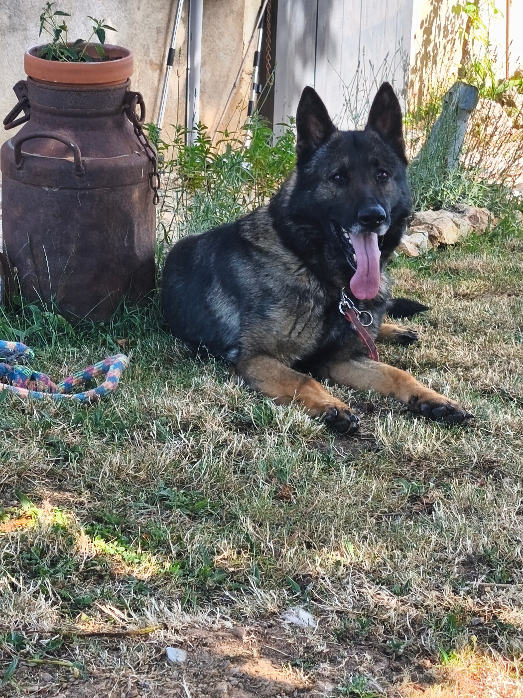 Publication : Des Chiens D'Hades