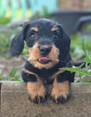 Les chiots de Teckel poil dur