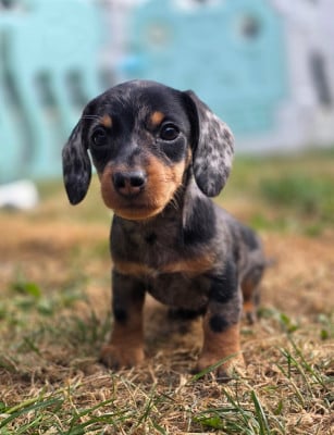 Les chiots de Teckel poil dur