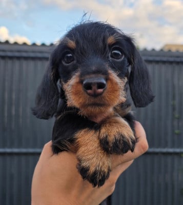 Les chiots de Teckel poil dur