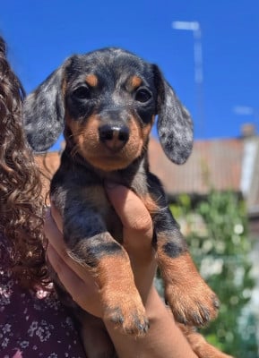 Les chiots de Teckel poil dur