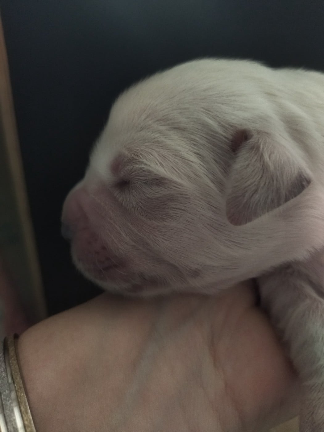 Chiot N°3 - Golden Retriever