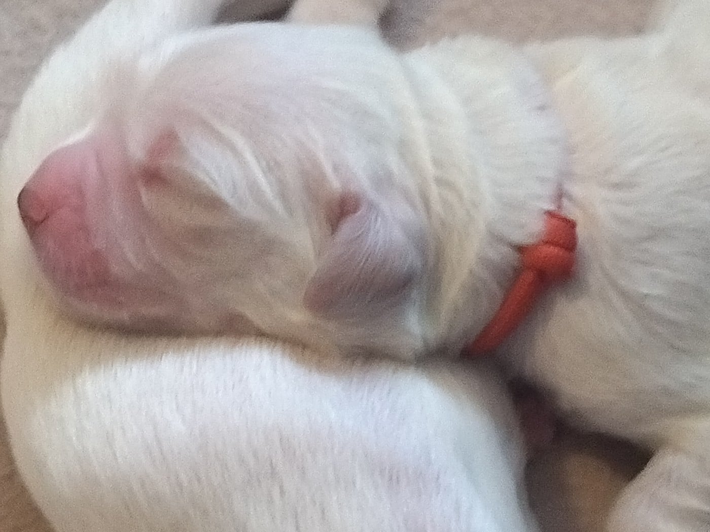 Chiot N°7 - Golden Retriever