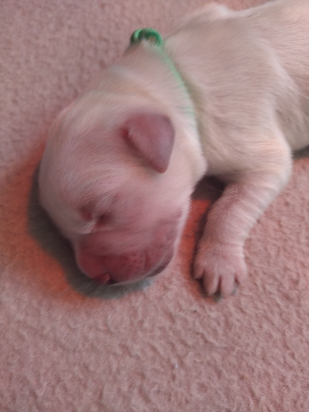 Chiot N°8 - Golden Retriever