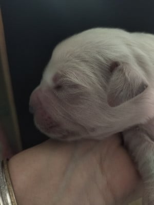 Les chiots de Golden Retriever