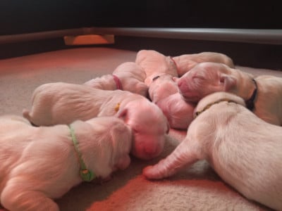 Les chiots de Golden Retriever