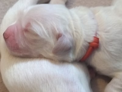 Les chiots de Golden Retriever