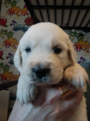 Les chiots de Golden Retriever
