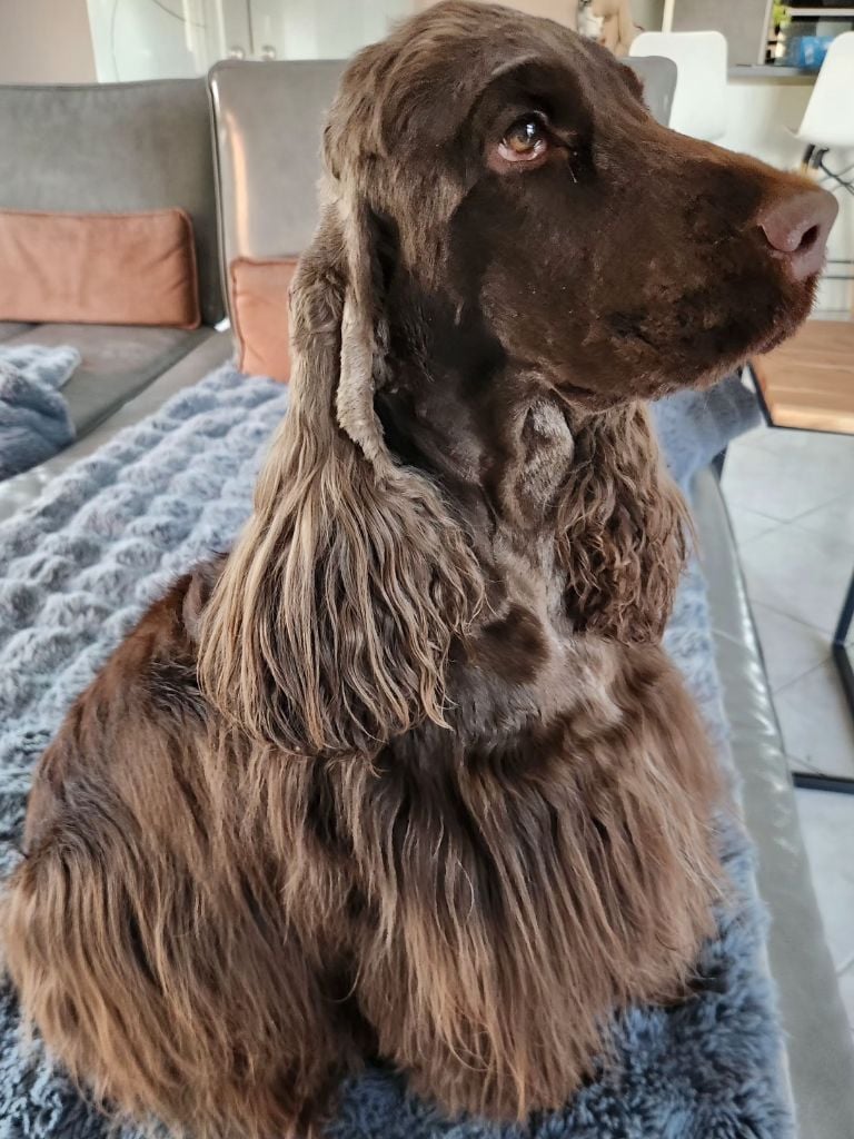 Socquette Of Bridget Story