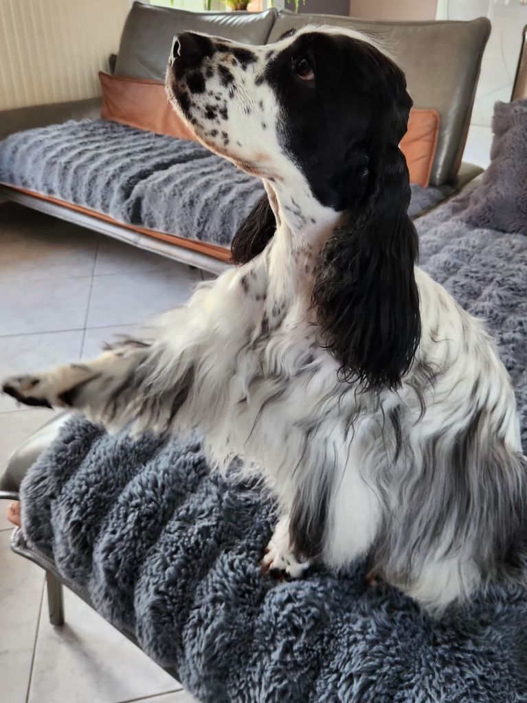 Des Merveilles De Gaya Sting dit scouby