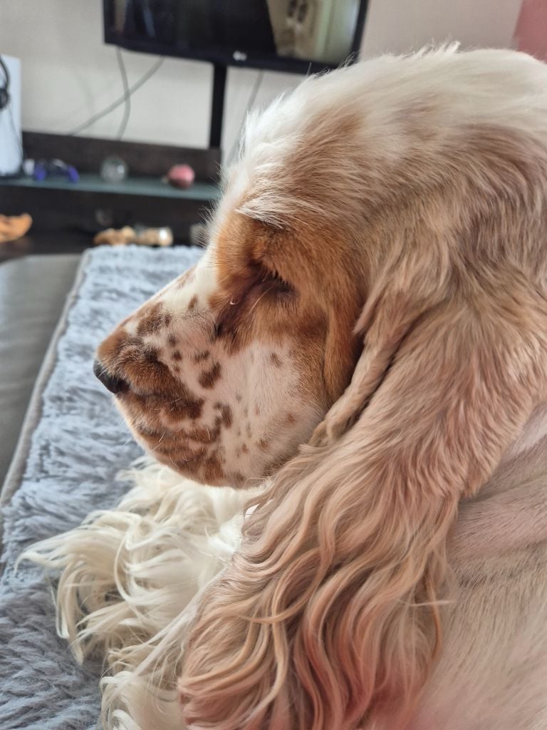 Ussel dit upsie Ar Ti Marellek