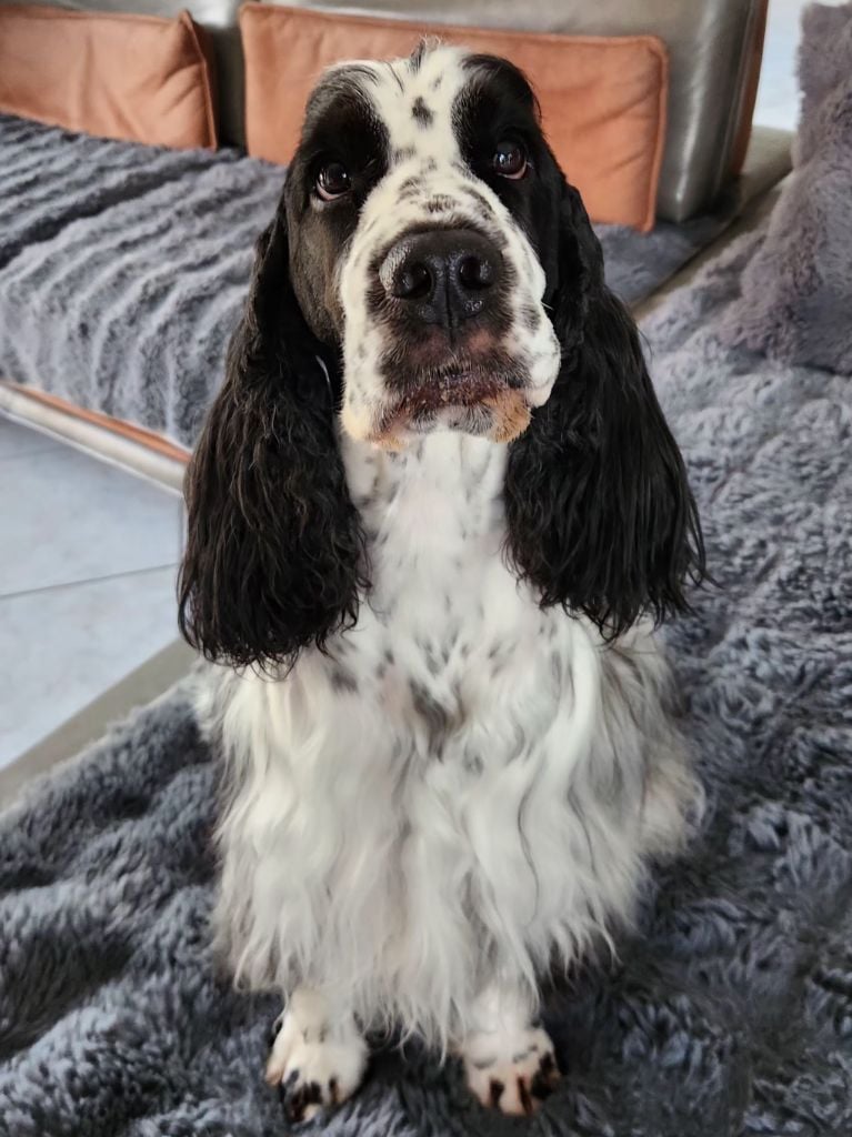 Des Merveilles De Gaya Sting dit scouby