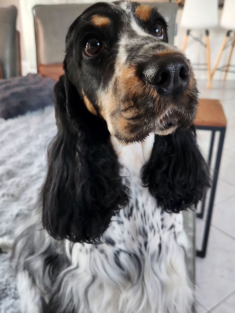 Taiga-tempête Du domaine des clayeux