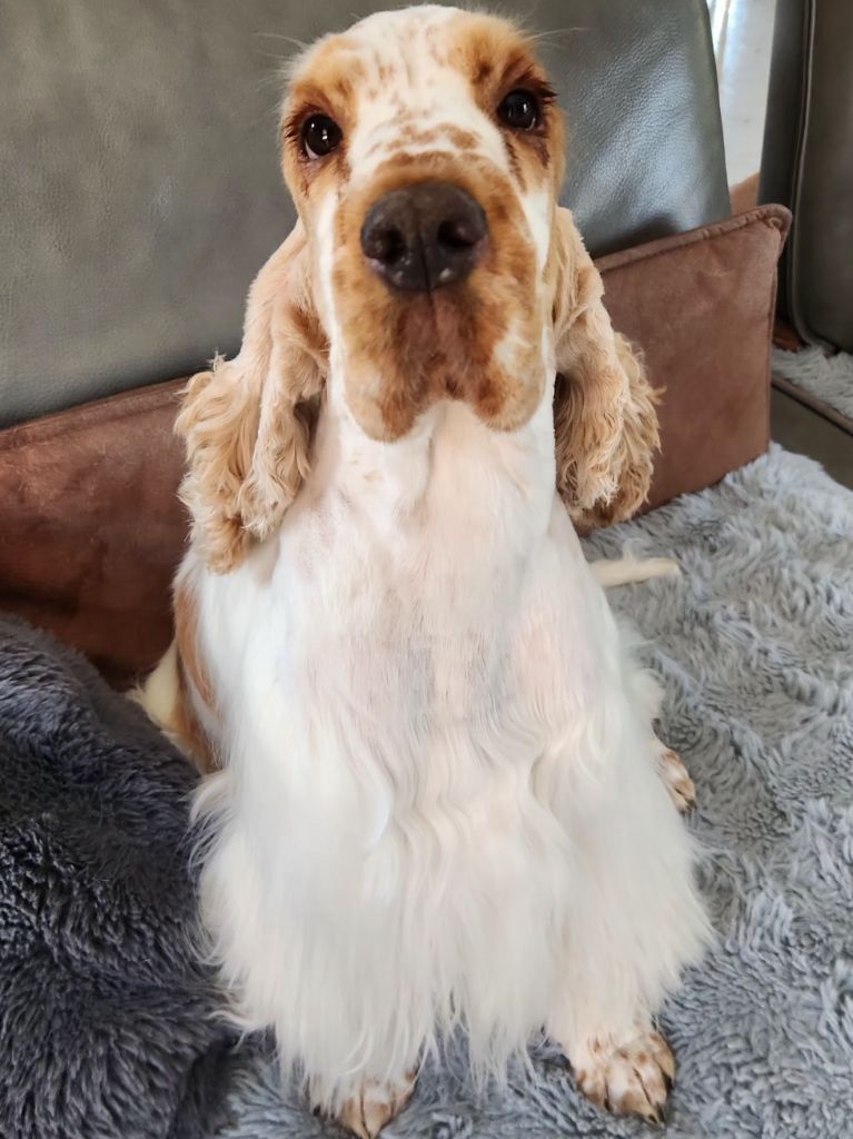 Ussel dit upsie Ar Ti Marellek