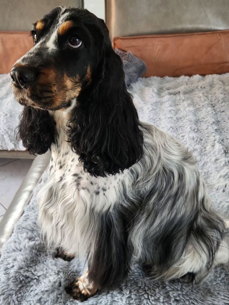 Taiga-tempête Du domaine des clayeux