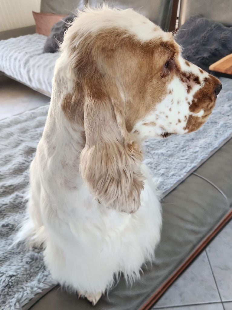 Ussel dit upsie Ar Ti Marellek