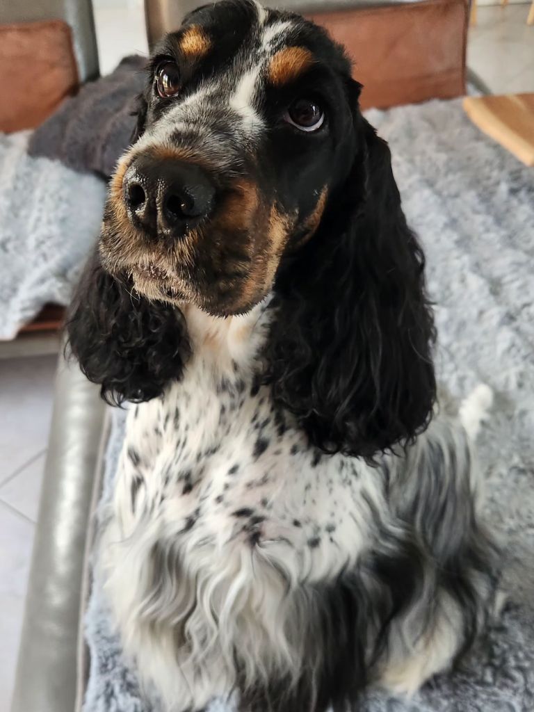 Taiga-tempête Du domaine des clayeux