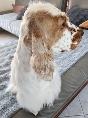 Étalon Cocker Spaniel Anglais - Ussel dit upsie Ar Ti Marellek